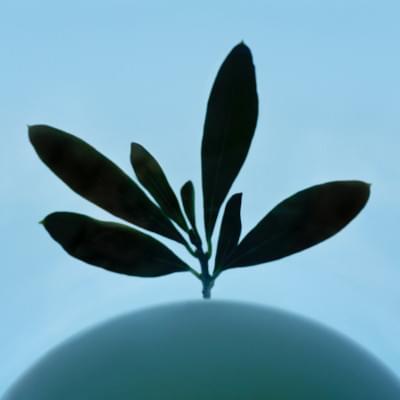 Transparences éphémères - Olivier carré.jpg